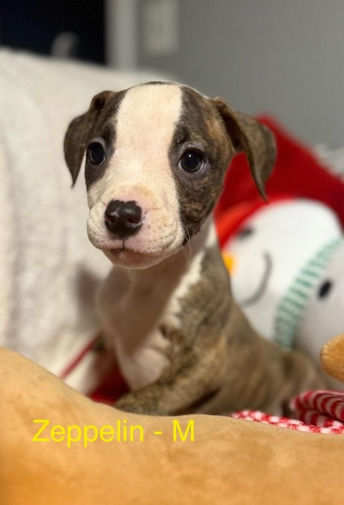 Enlarge Z puppies, a Adoptable mixed breed in Cheektowaga, NY image 5/5