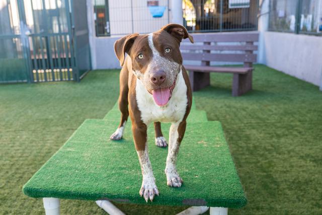 BOOTS, Adoptable, Young Male Pit Bull Terrier & Australian Cattle Dog / Blue Heeler.