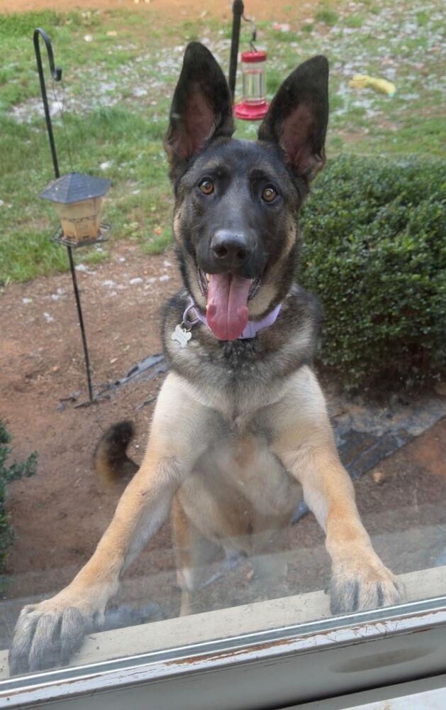 Enlarge Cleo, a Adoptable mixed breed in Mocksville, NC image 1/4