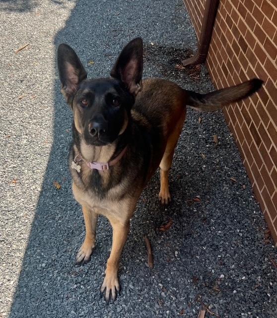 Enlarge Cleo, a Adoptable mixed breed in Mocksville, NC image 2/4