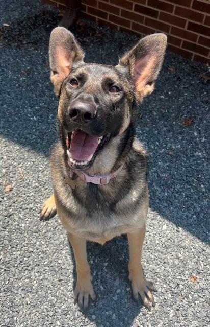 Enlarge Cleo, a Adoptable mixed breed in Mocksville, NC image 3/4