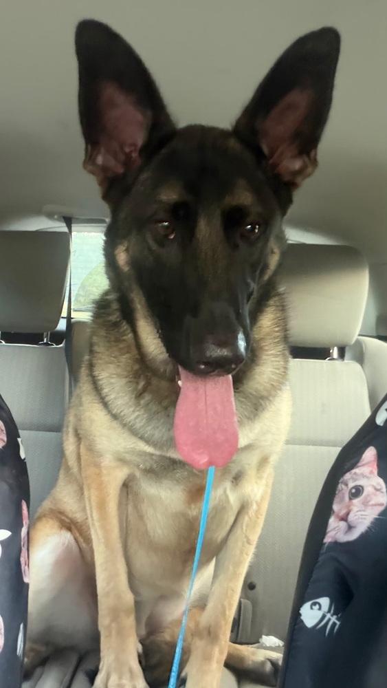 Enlarge Cleo, a Adoptable mixed breed in Mocksville, NC image 4/4