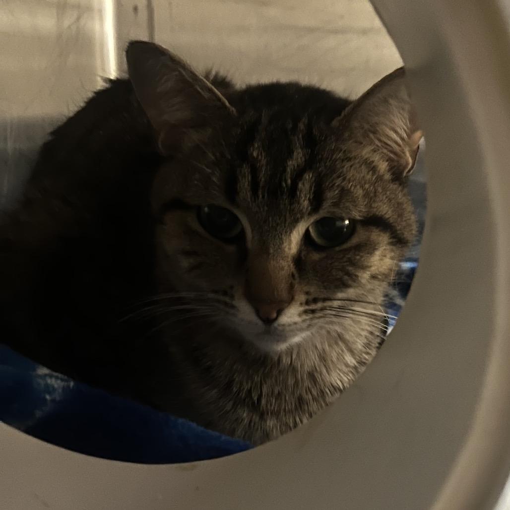 Pepper, ADOPTABLE, Young Female Domestic Short Hair.