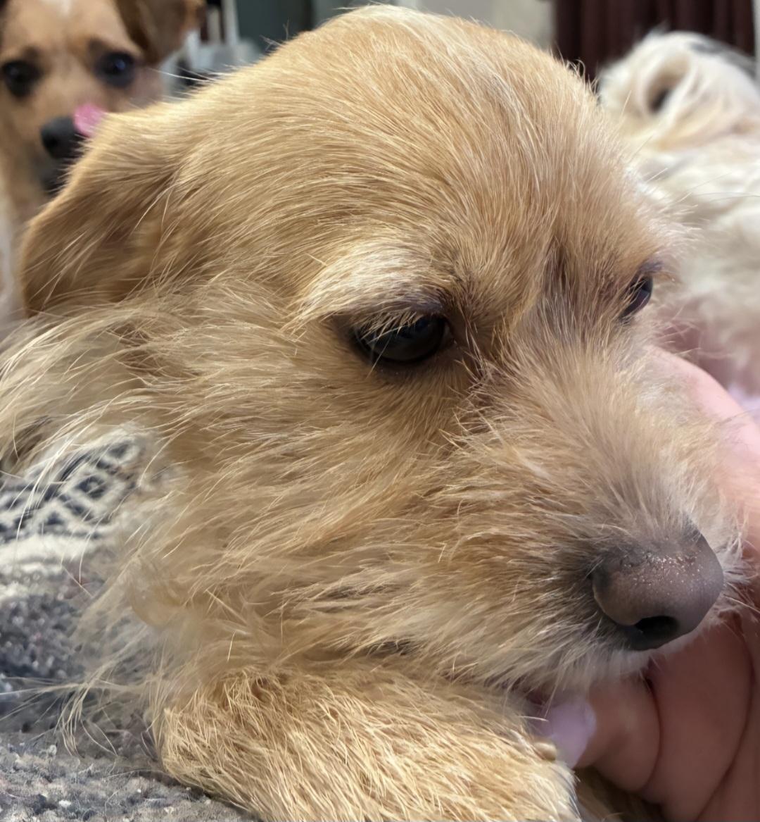 Channel , ADOPTABLE, Adult Female Terrier.