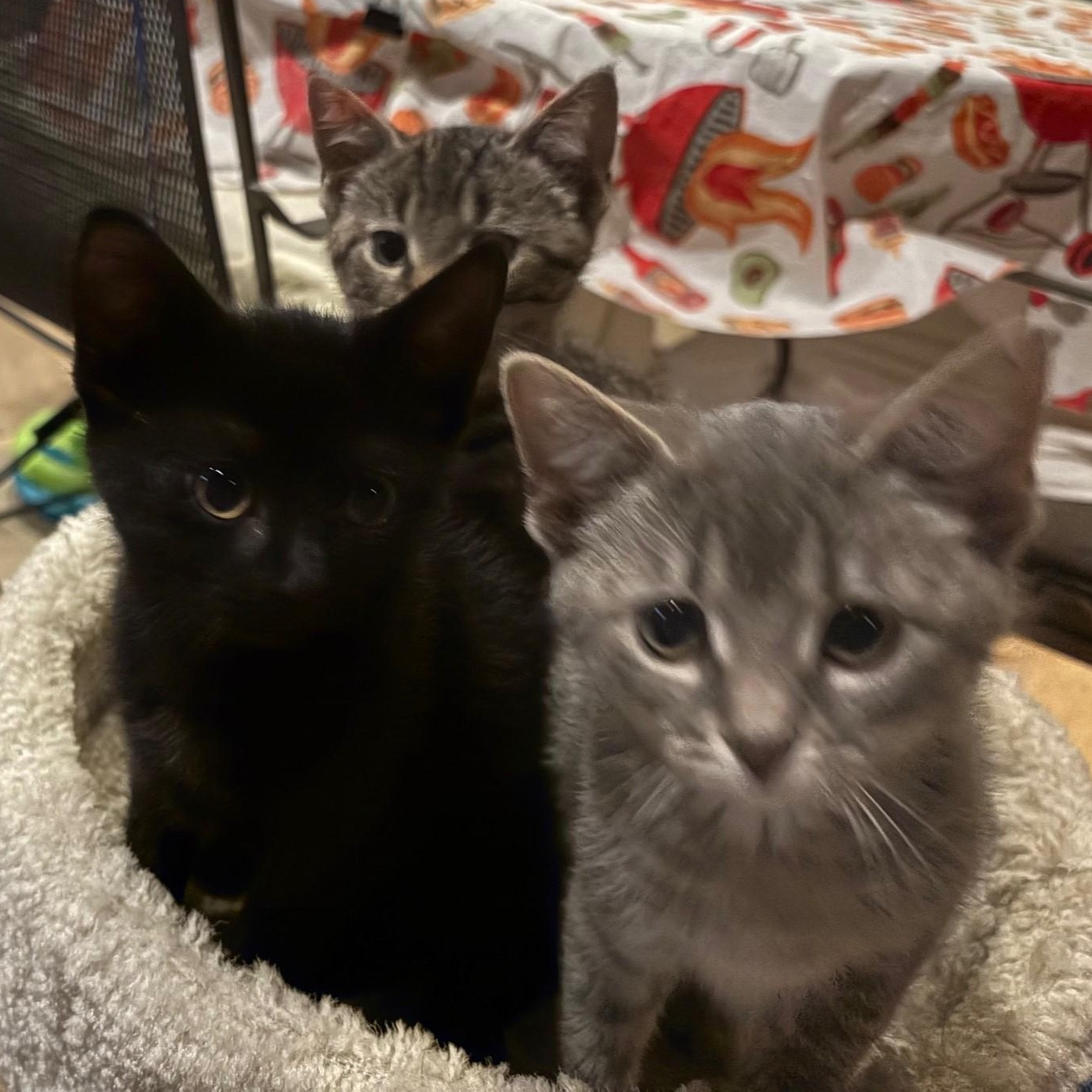 Annabel, a Adoptable mixed breed in Darien, IL image 5/6