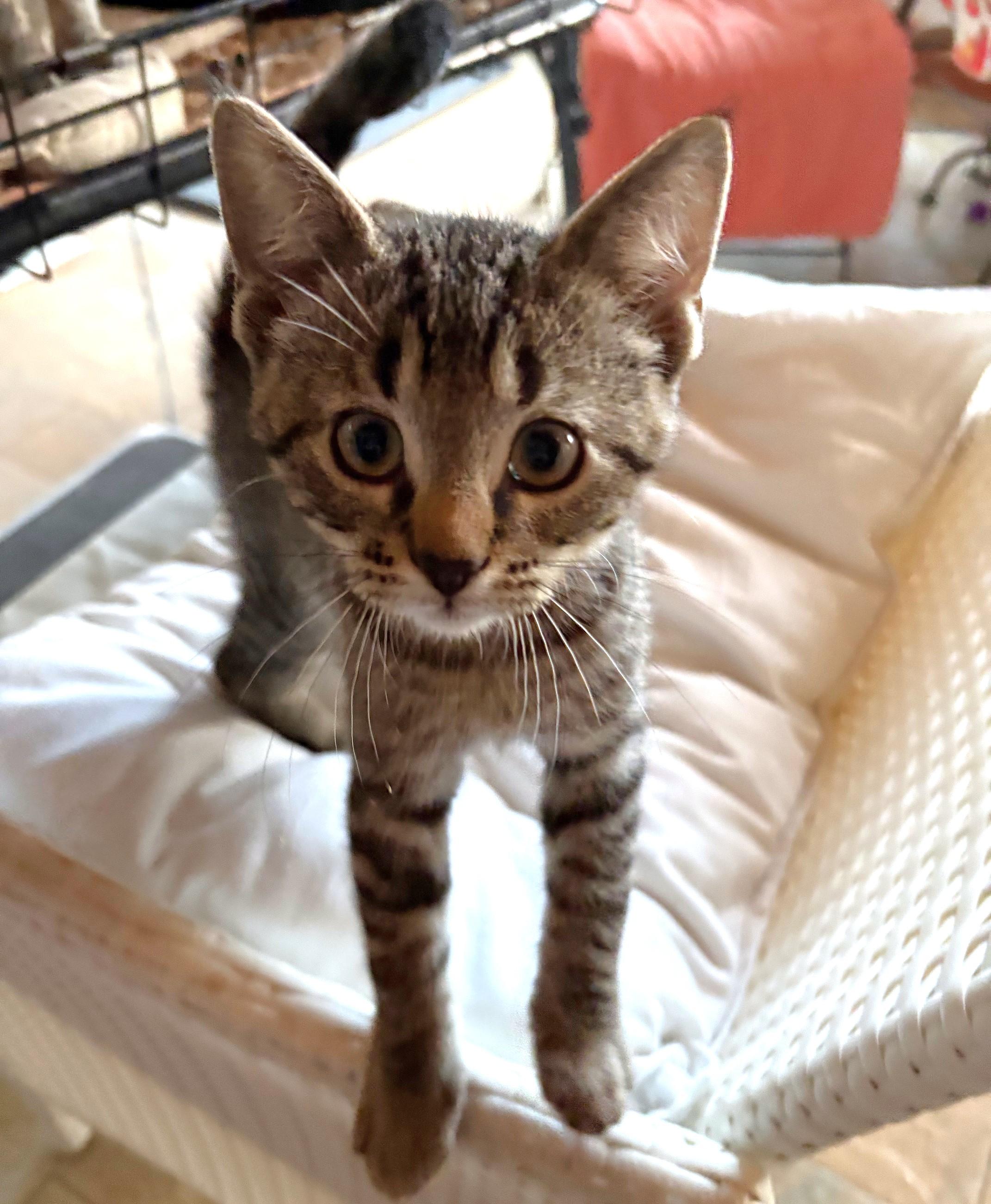 Annabel, Adoptable, Kitten Female Tabby & Domestic Short Hair.