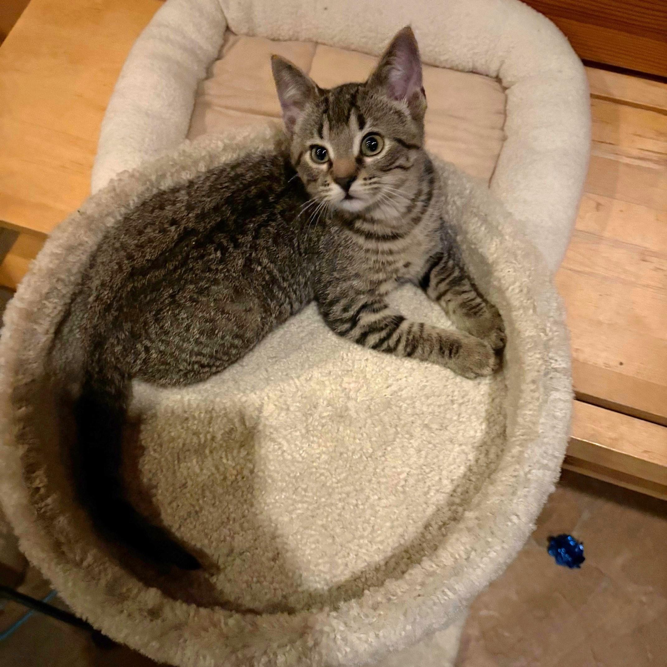 Annabel, a Adoptable mixed breed in Darien, IL image 2/6