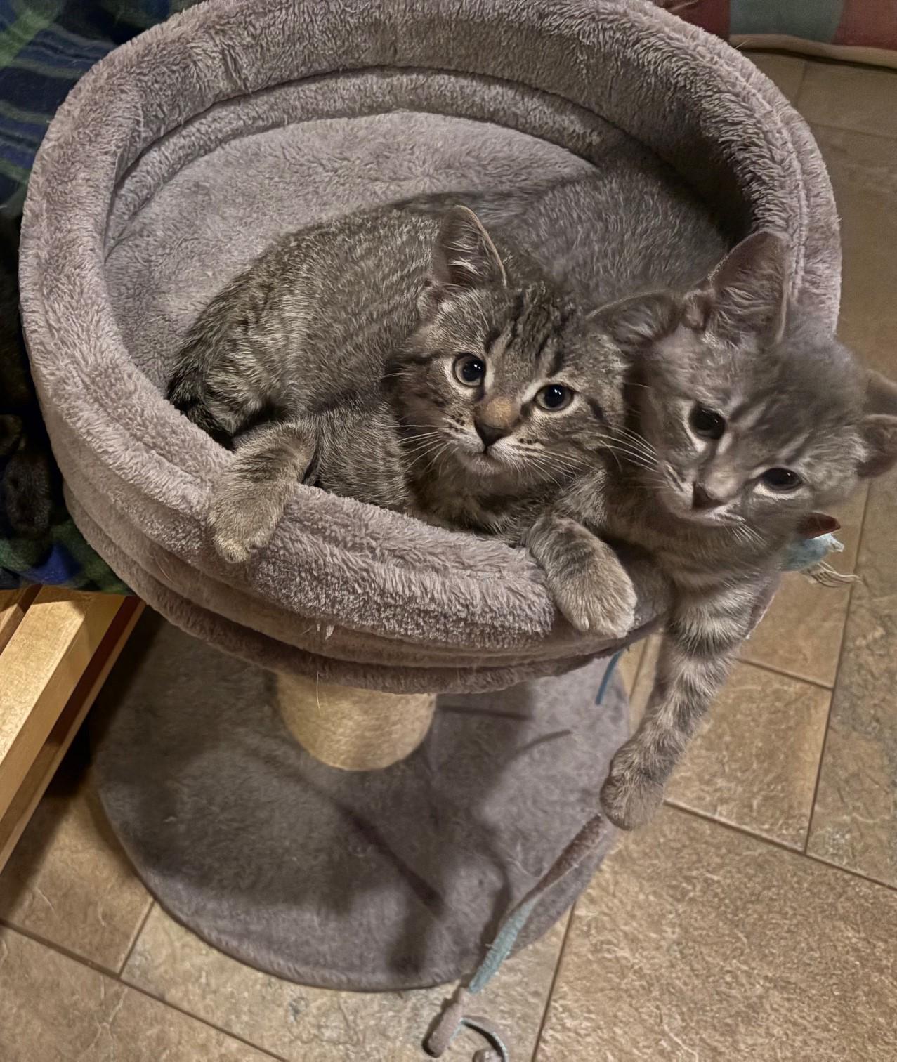 Annabel, a Adoptable mixed breed in Darien, IL image 3/6