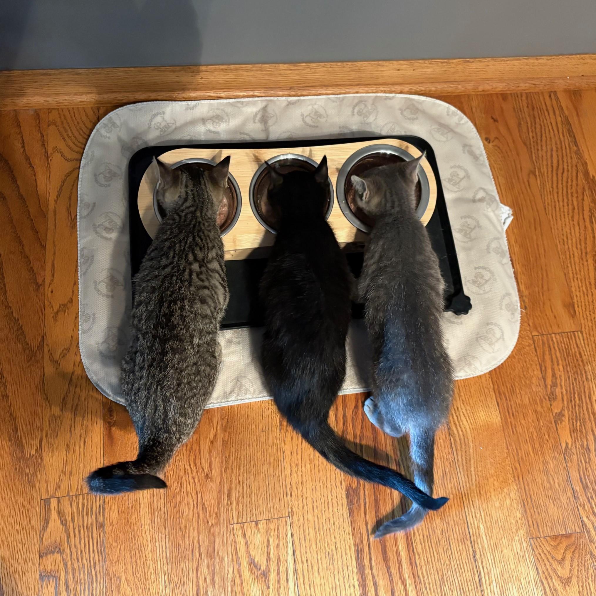 Annabel, a Adoptable mixed breed in Darien, IL image 6/6