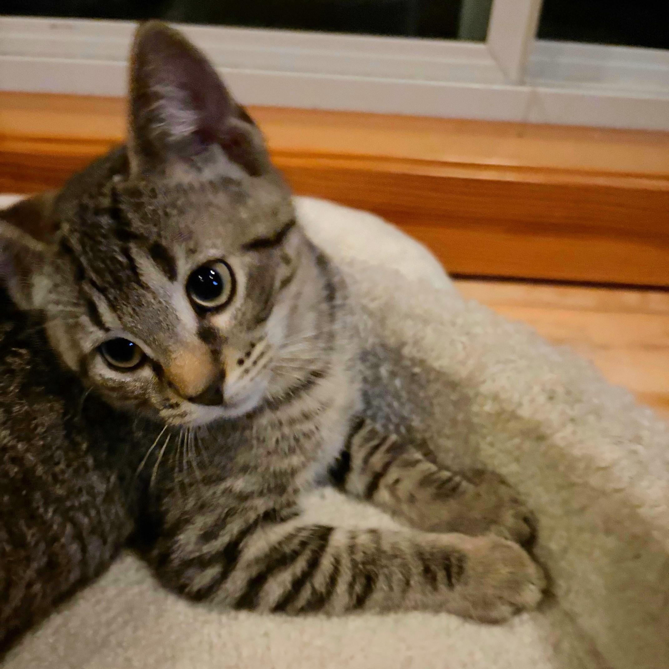 Annabel, a Adoptable mixed breed in Darien, IL image 4/6