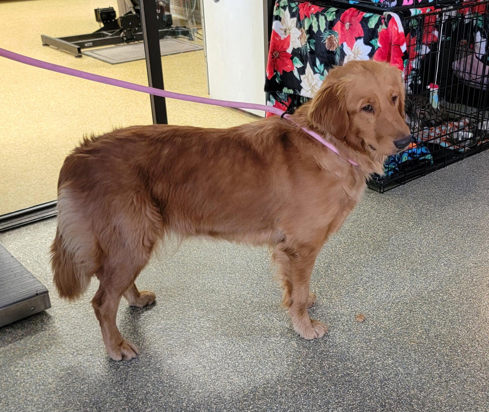 Carmen/Georgia, Adopted, Young Female Golden Retriever.