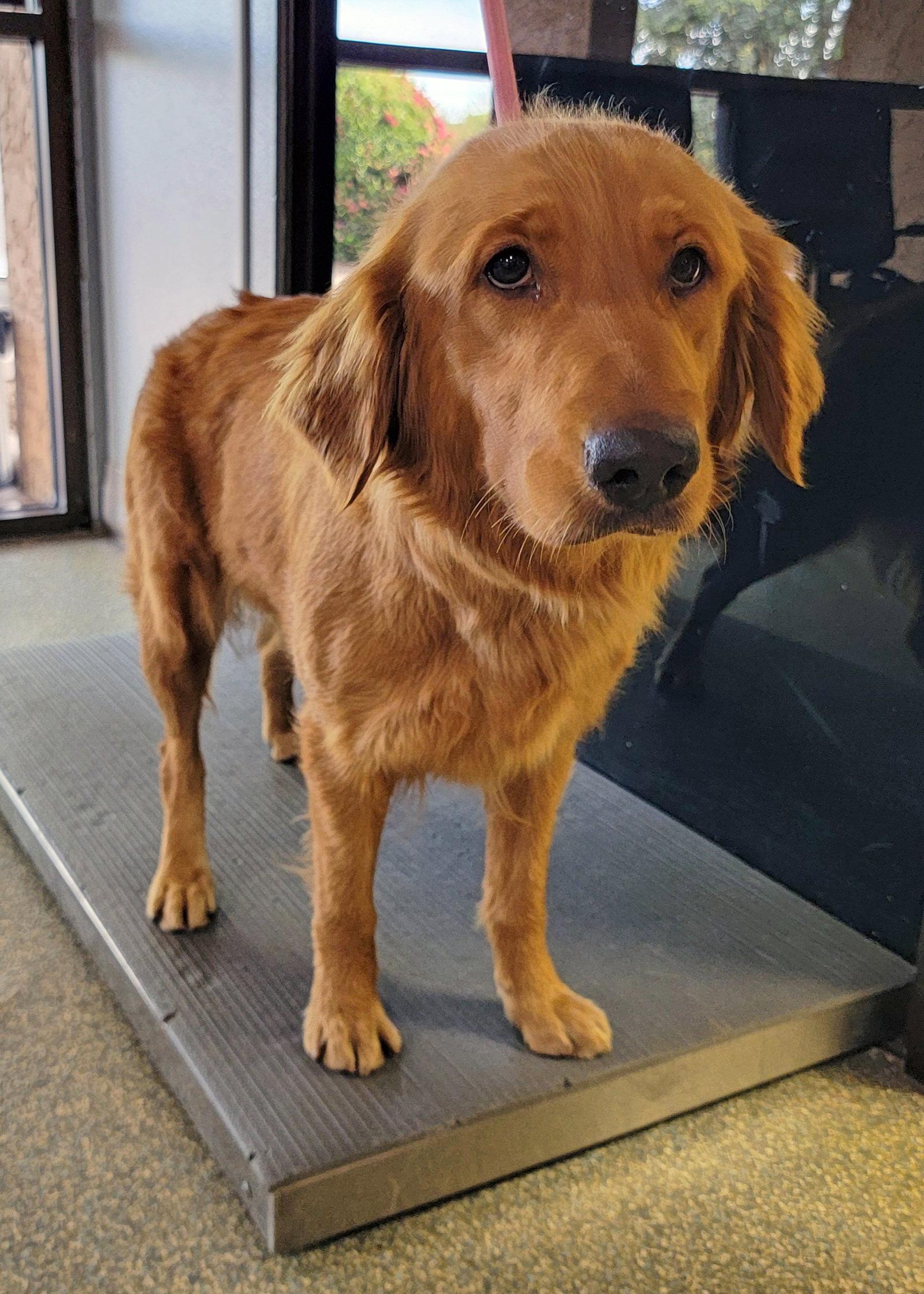 Carmen/Georgia, a Adopted Golden Retriever in Glendale, AZ image 2/3