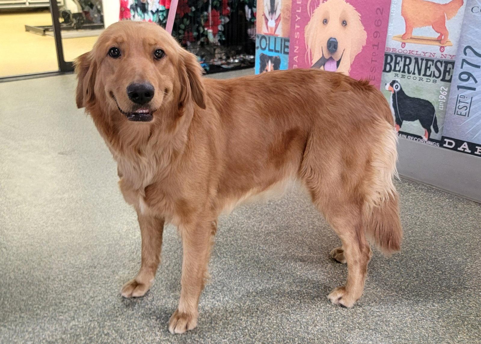 Carmen/Georgia, a Adopted Golden Retriever in Glendale, AZ image 3/3