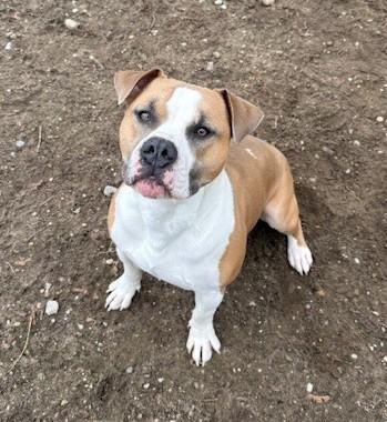 LB, ADOPTABLE, Young Male American Bulldog.