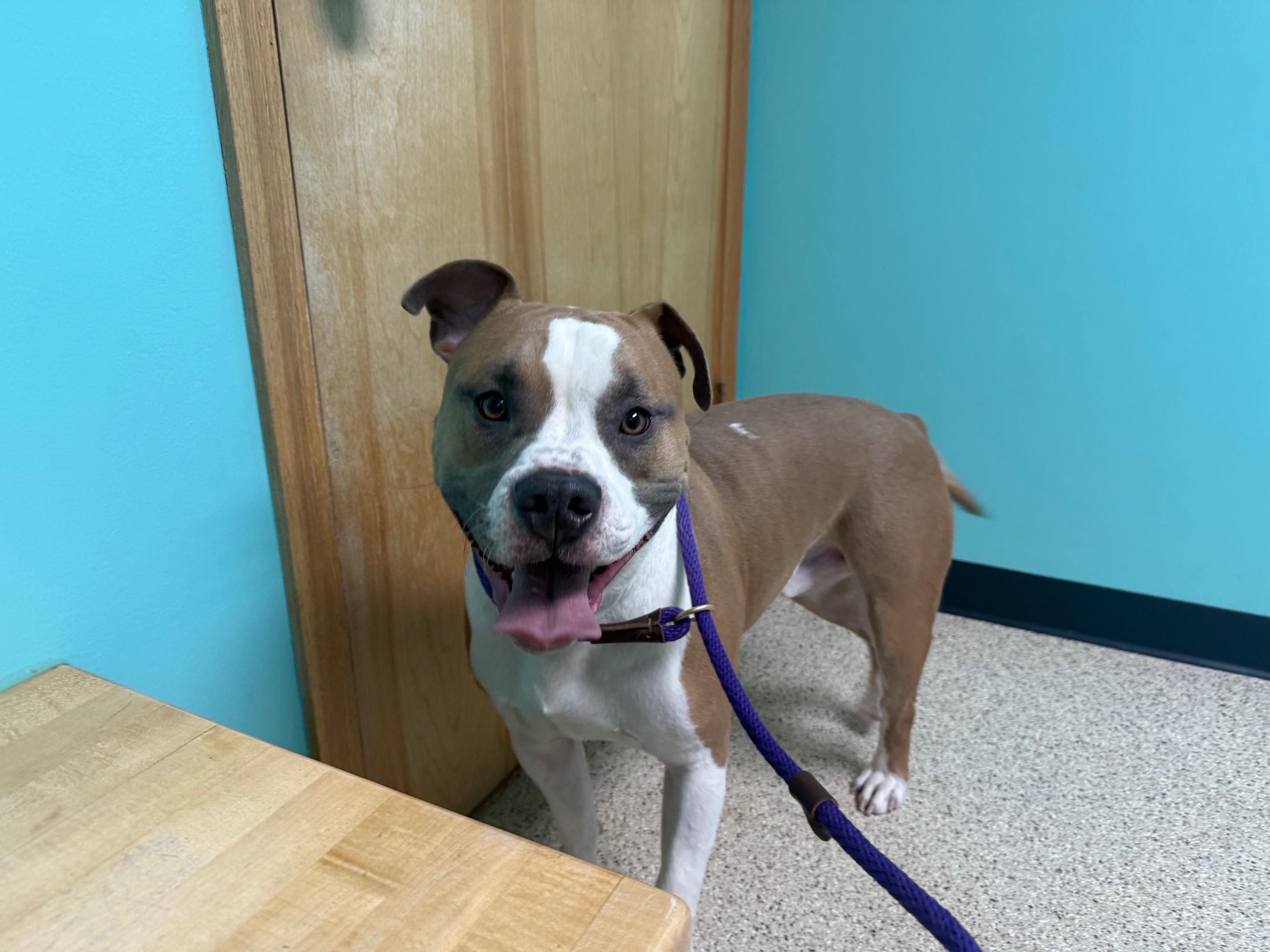 Enlarge LB, a ADOPTABLE mixed breed in Bellaire, MI image 3/3