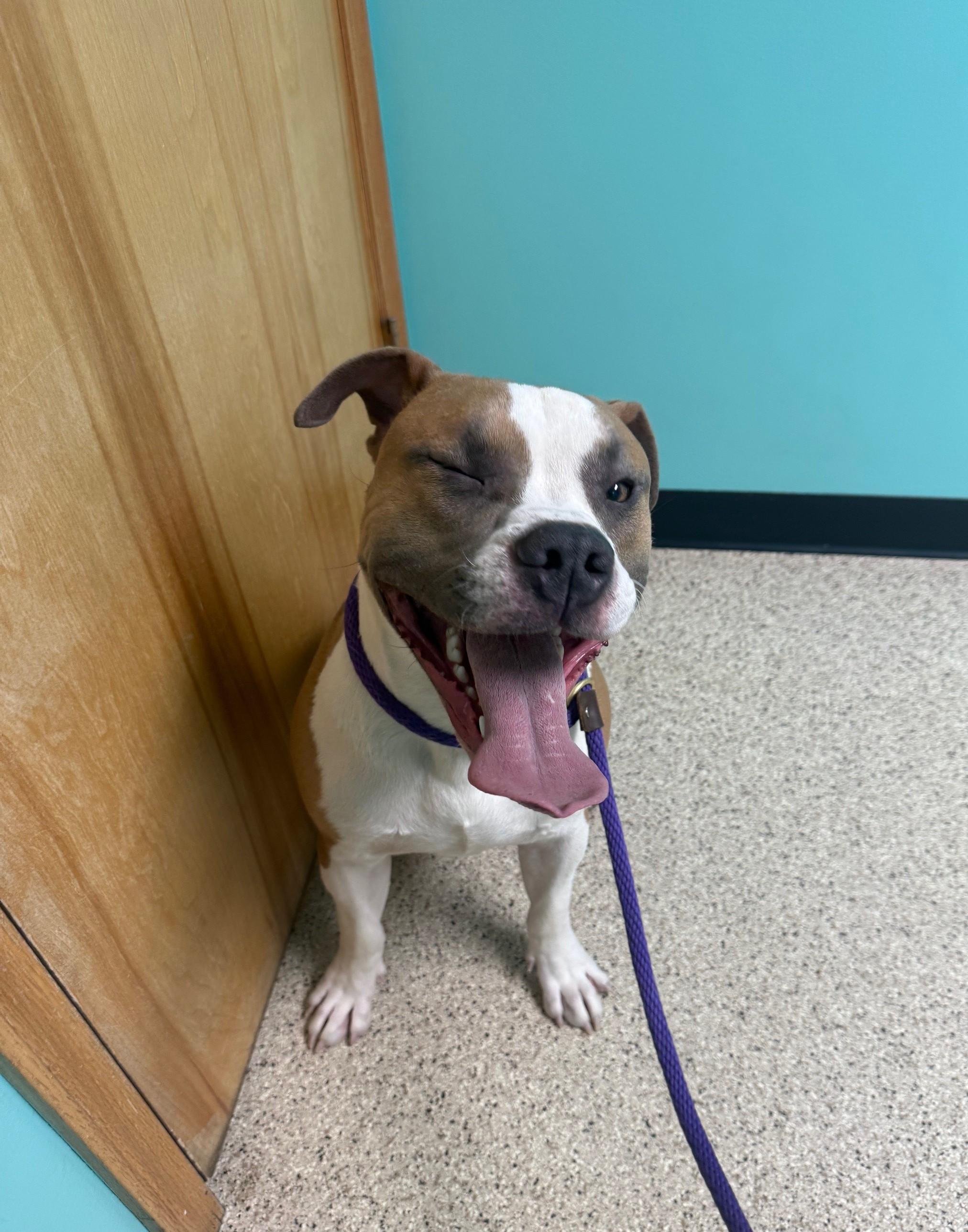 LB, ADOPTABLE, Young Male American Bulldog.