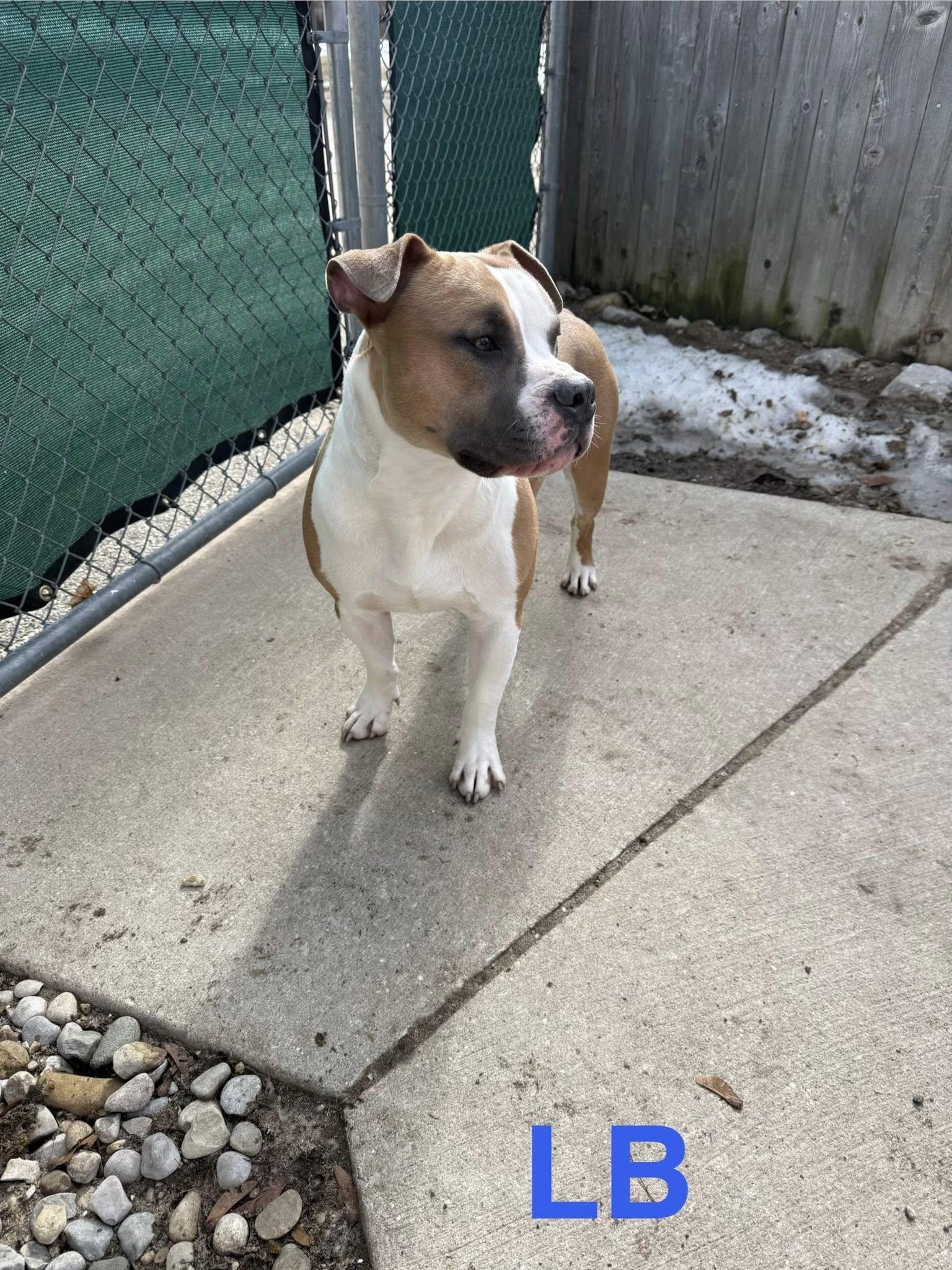 Enlarge LB, a ADOPTABLE mixed breed in Bellaire, MI image 1/3