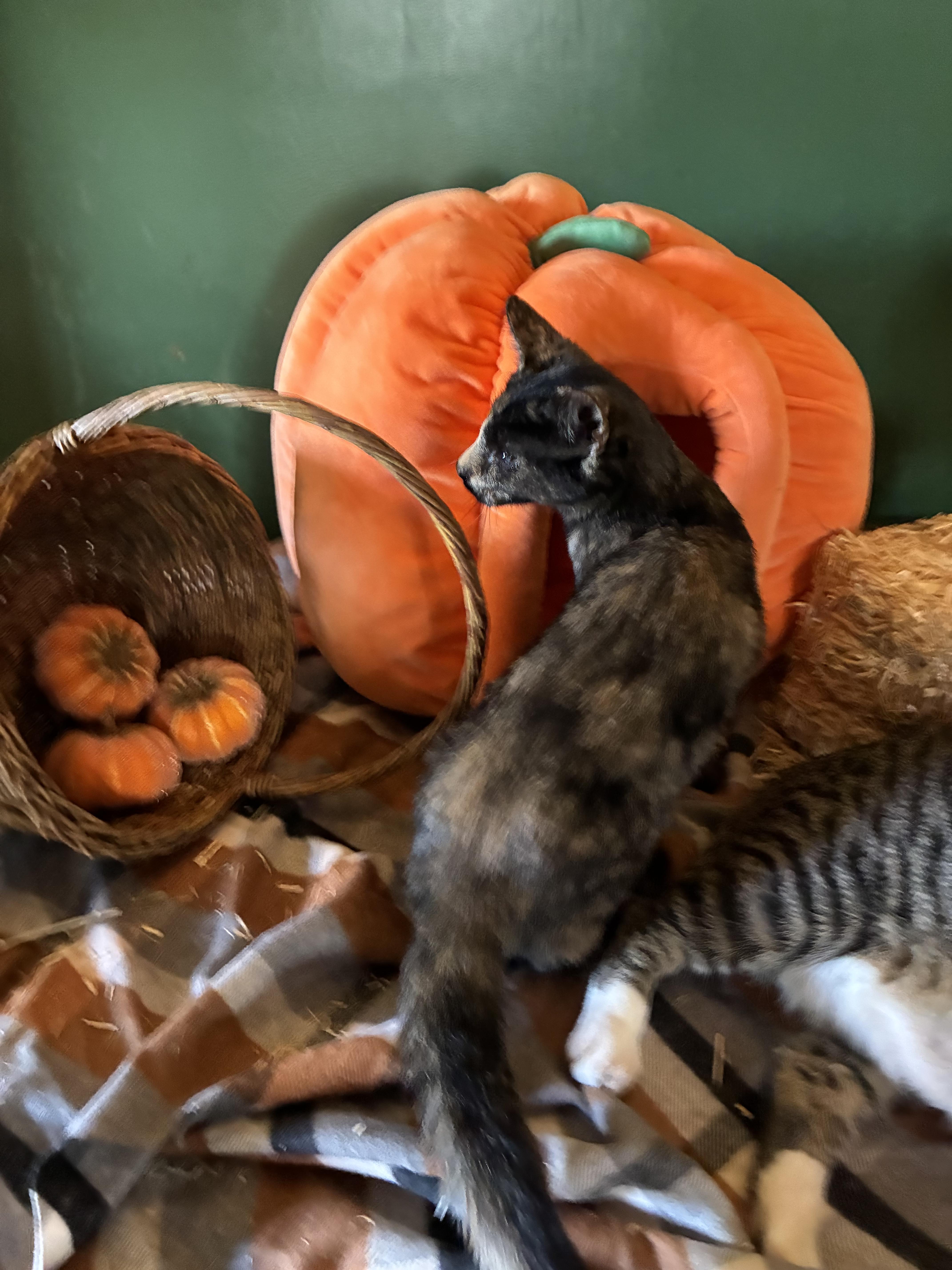 Sia, Adoptable, Young Female Tortoiseshell.