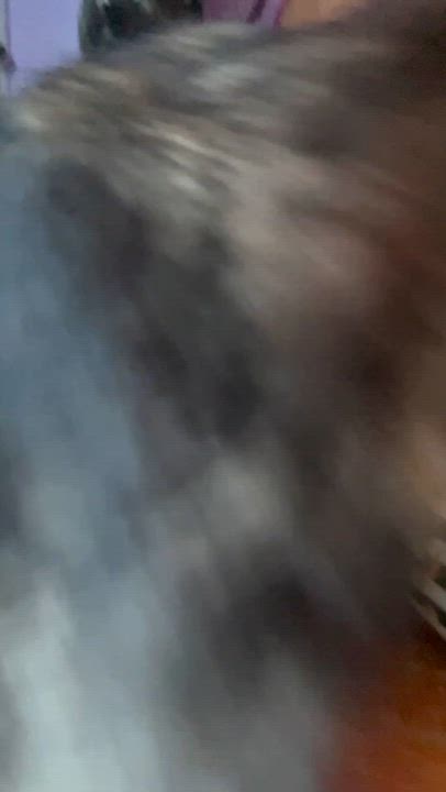 Enlarge Sia, a Adoptable Tortoiseshell in Newark valley, NY video 3/6