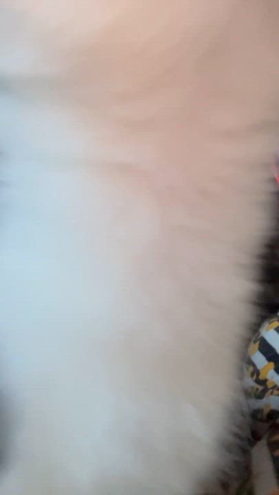 Enlarge Sia, a Adoptable Tortoiseshell in Newark valley, NY video 4/6