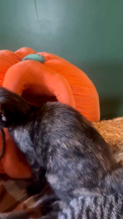 Enlarge Sia, a Adoptable Tortoiseshell in Newark valley, NY video 5/6