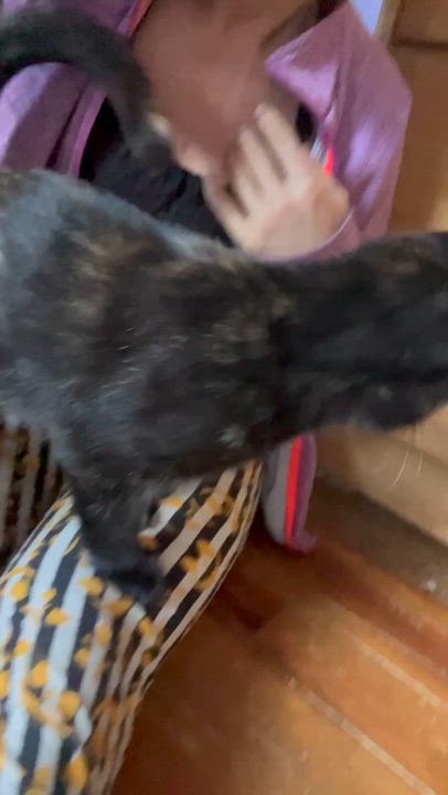 Enlarge Sia, a Adoptable Tortoiseshell in Newark valley, NY video 6/6