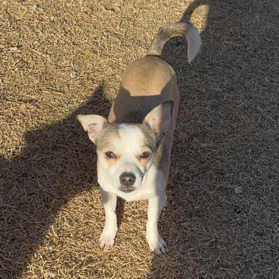 Enlarge Arlo , a ADOPTABLE mixed breed in Pelham, NH image 3/6