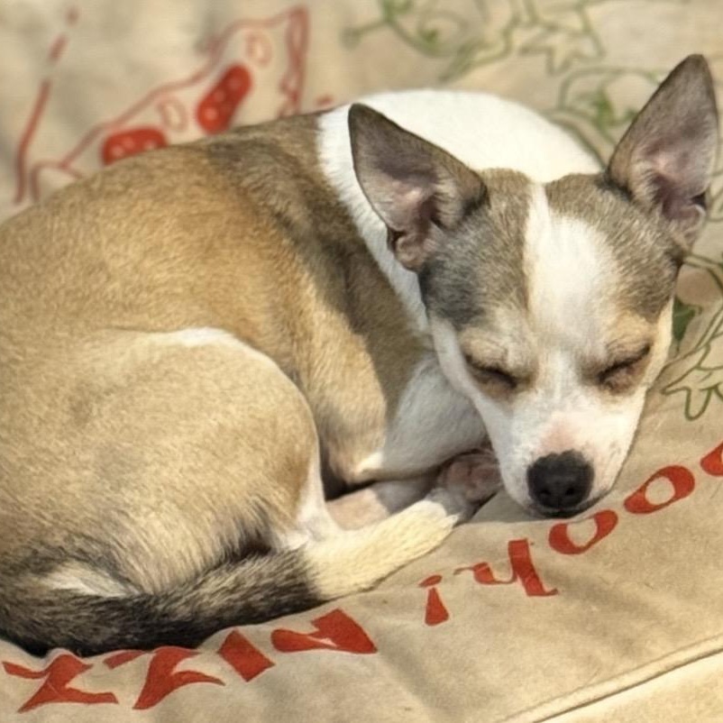 Enlarge Arlo , a ADOPTABLE mixed breed in Pelham, NH image 5/6