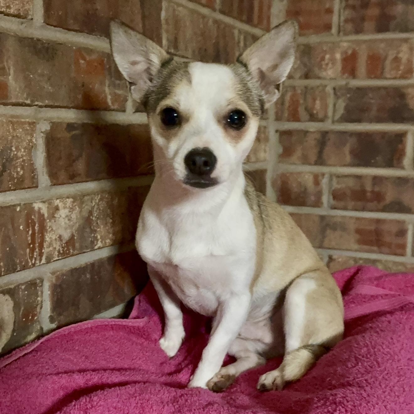 Enlarge Arlo , a ADOPTABLE mixed breed in Pelham, NH image 2/6