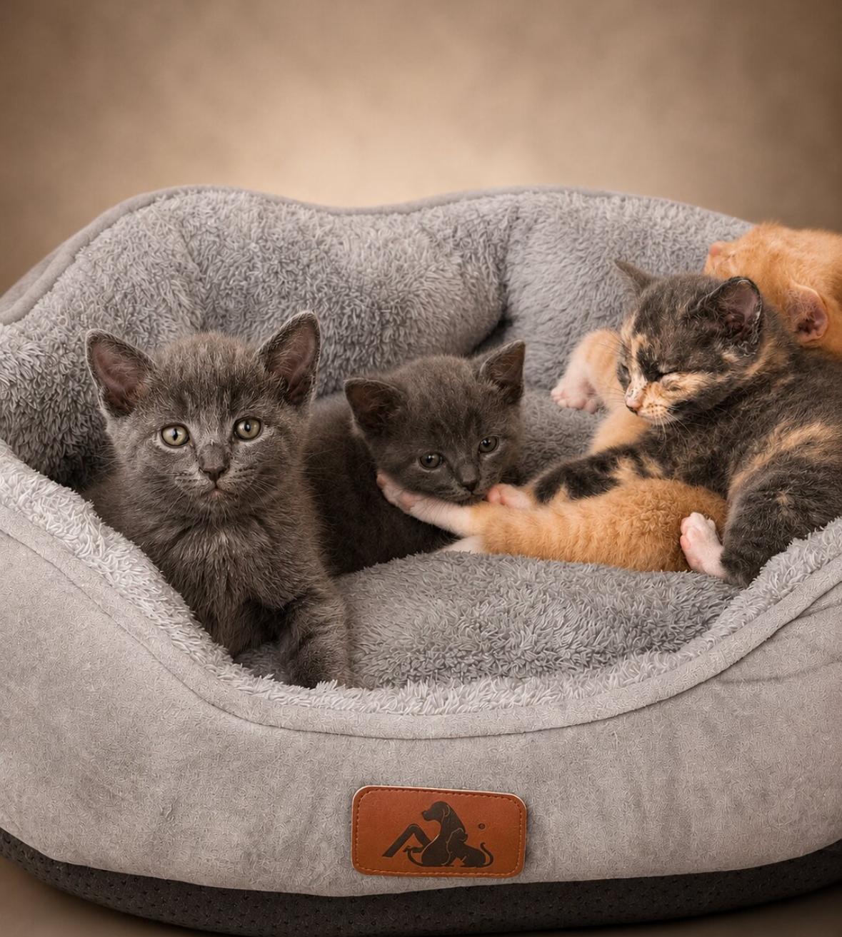 Enlarge Bear, an adopted Domestic Short Hair in Statesboro, GA image 3/4
