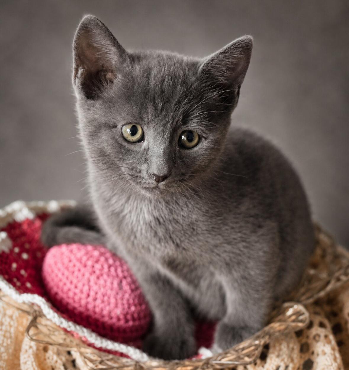 Enlarge Bear, an adopted Domestic Short Hair in Statesboro, GA image 1/4