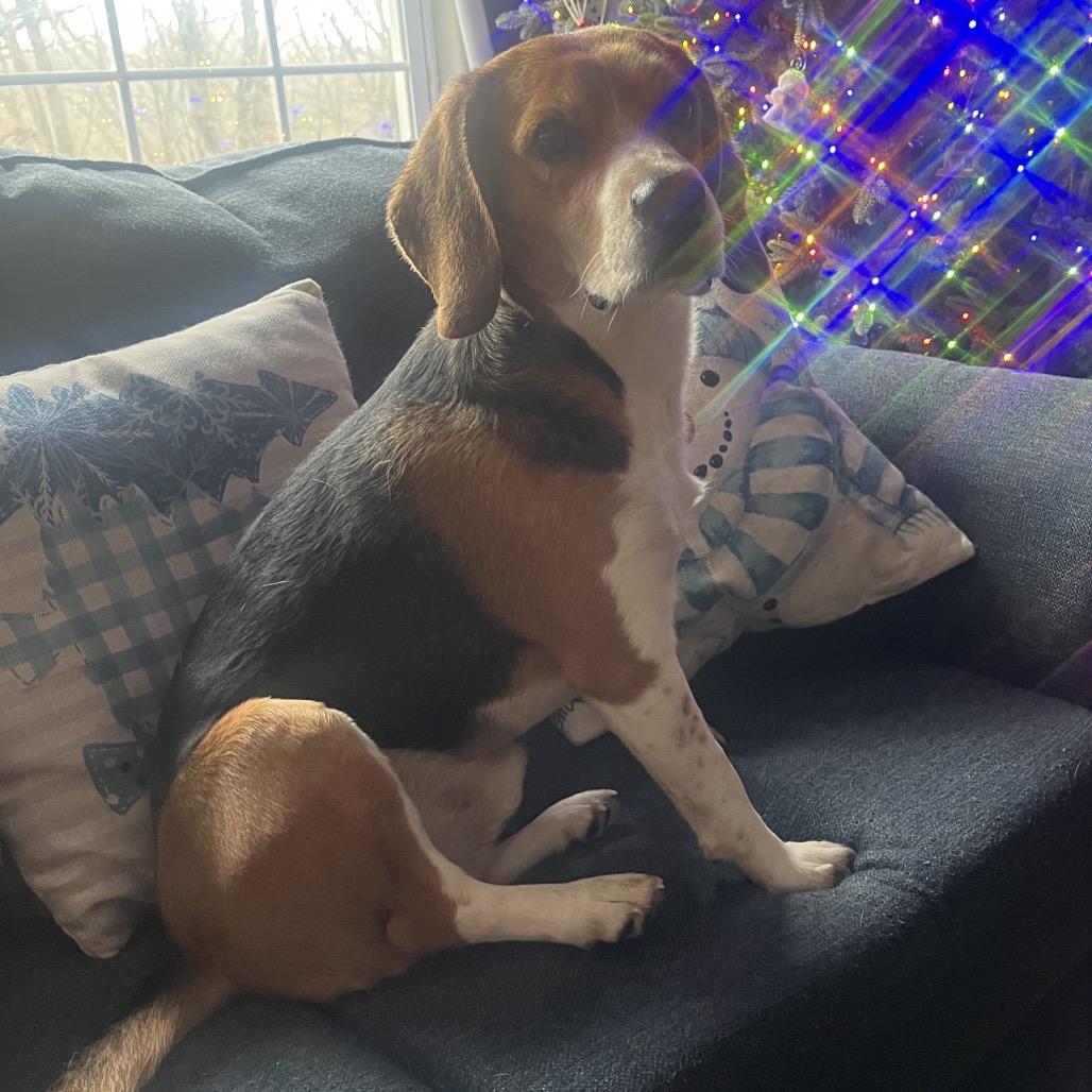 Levi, Adoptable, Adult Male Beagle.