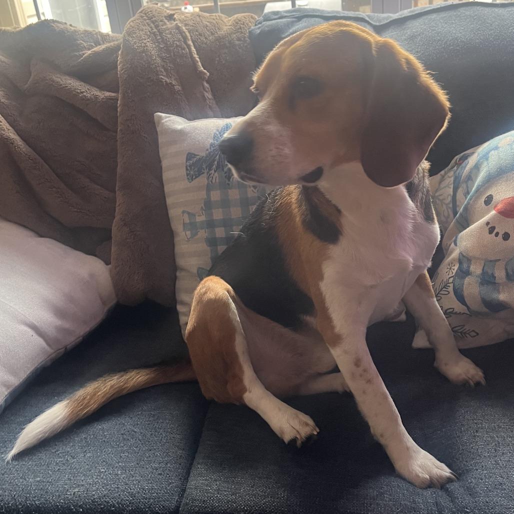 Enlarge Levi, a Adoptable Beagle in Pineville, MO image 2/3