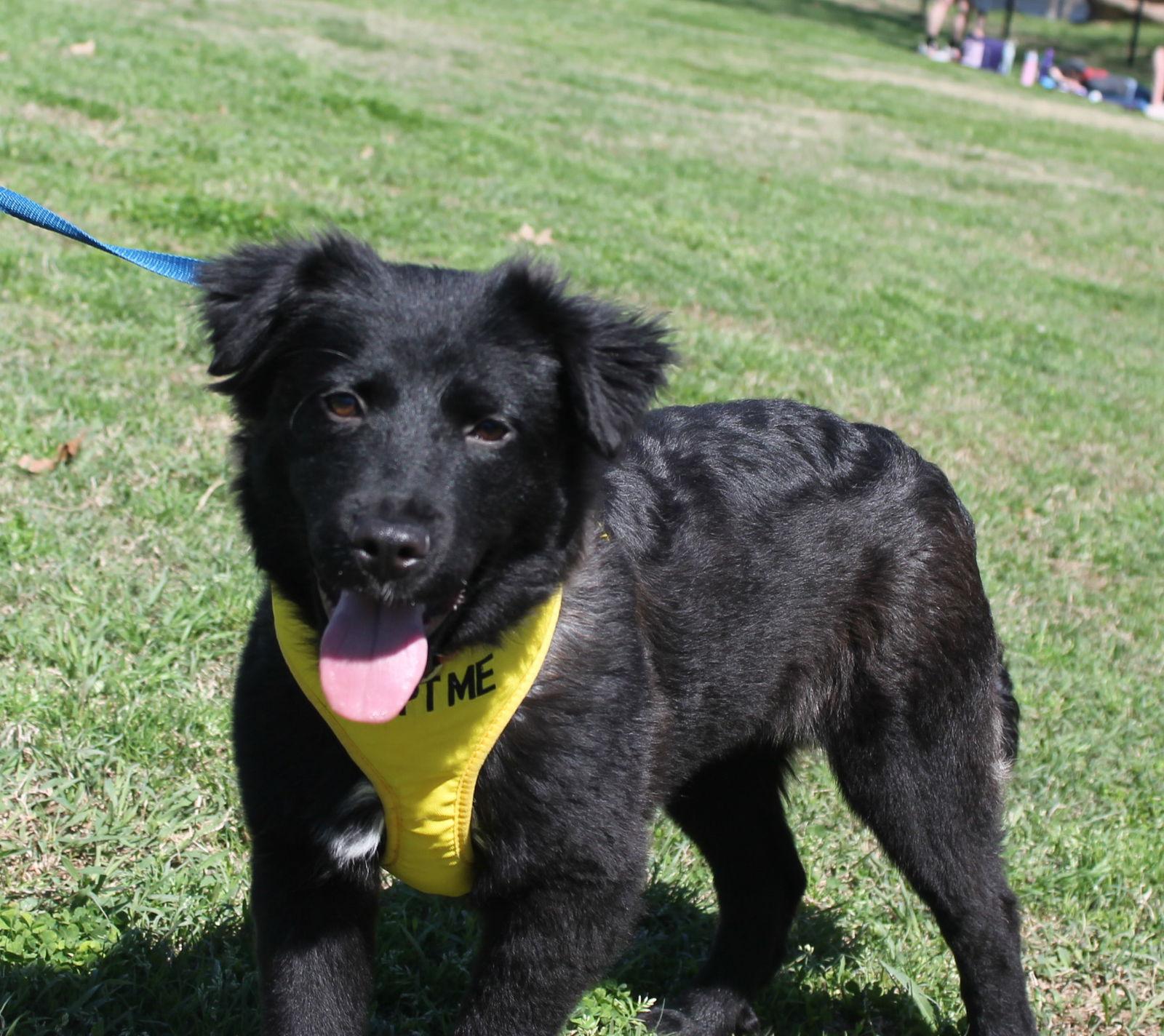 Enlarge Jake, a Adoptable Border Collie in Munford, TN image 1/3
