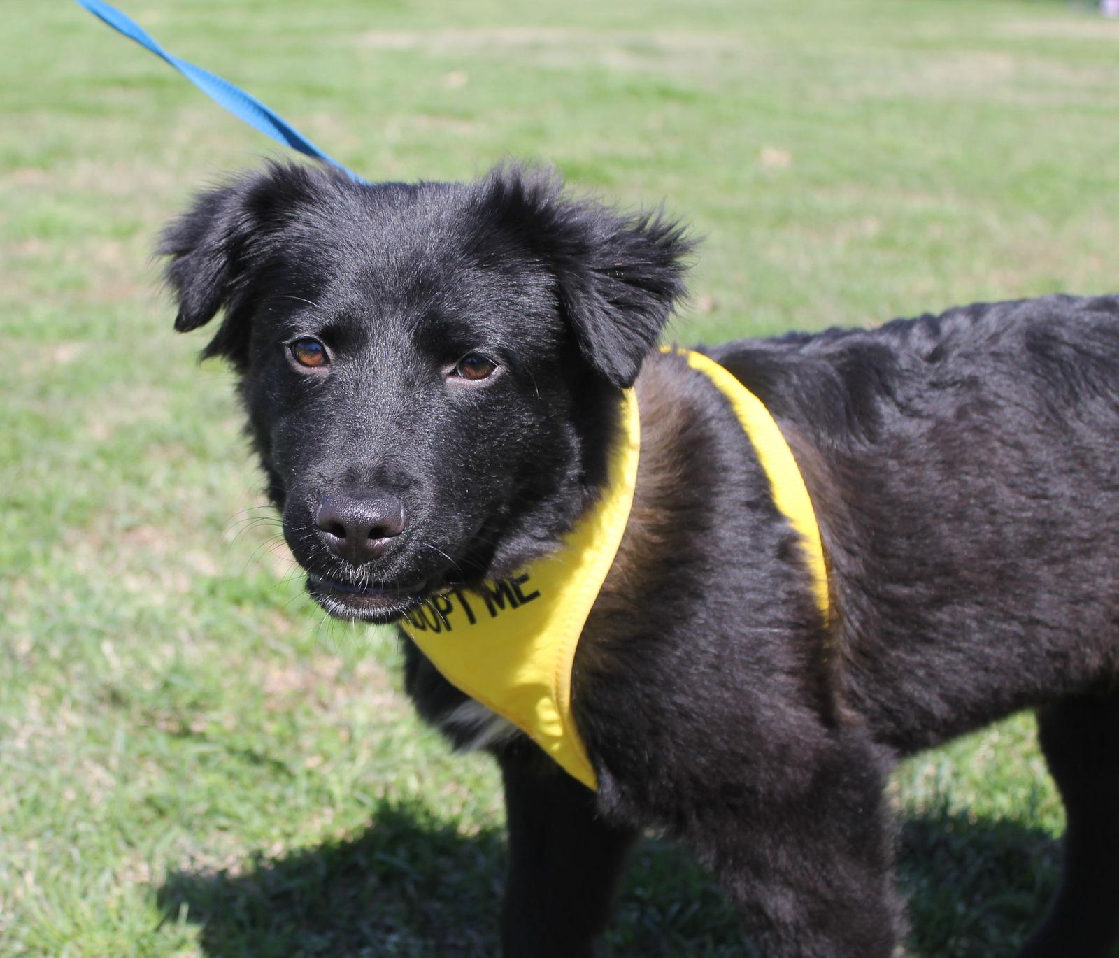 Enlarge Jake, a Adoptable Border Collie in Munford, TN image 2/3