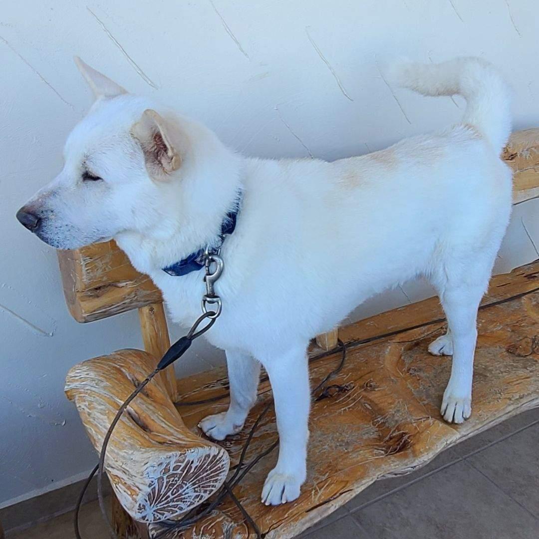 Enlarge Max (AZ), a Adoptable Akita in Queen Creek, AZ image 2/4