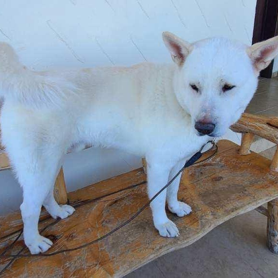 Enlarge Max (AZ), a Adoptable Akita in Queen Creek, AZ image 3/4