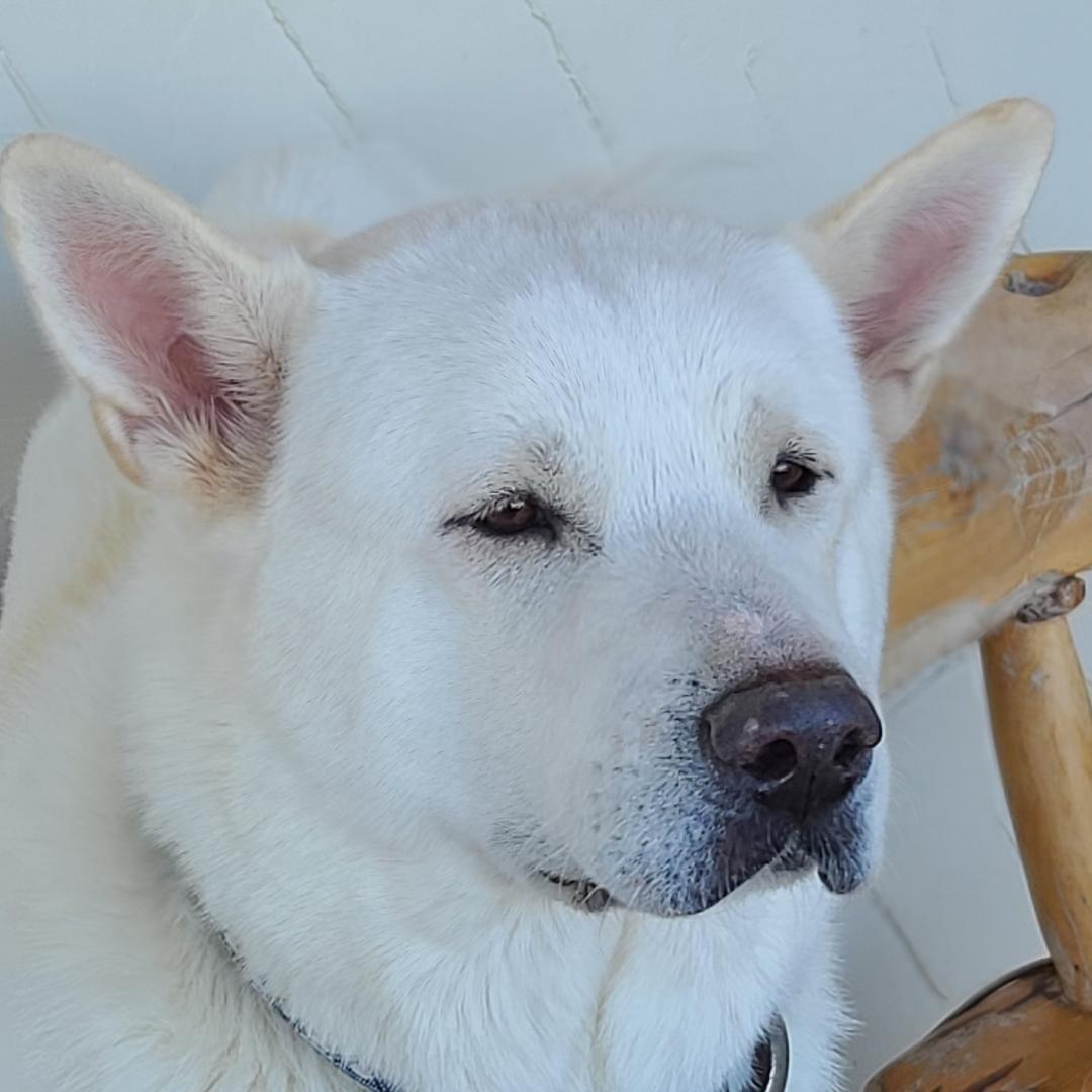Enlarge Max (AZ), a Adoptable Akita in Queen Creek, AZ image 1/4