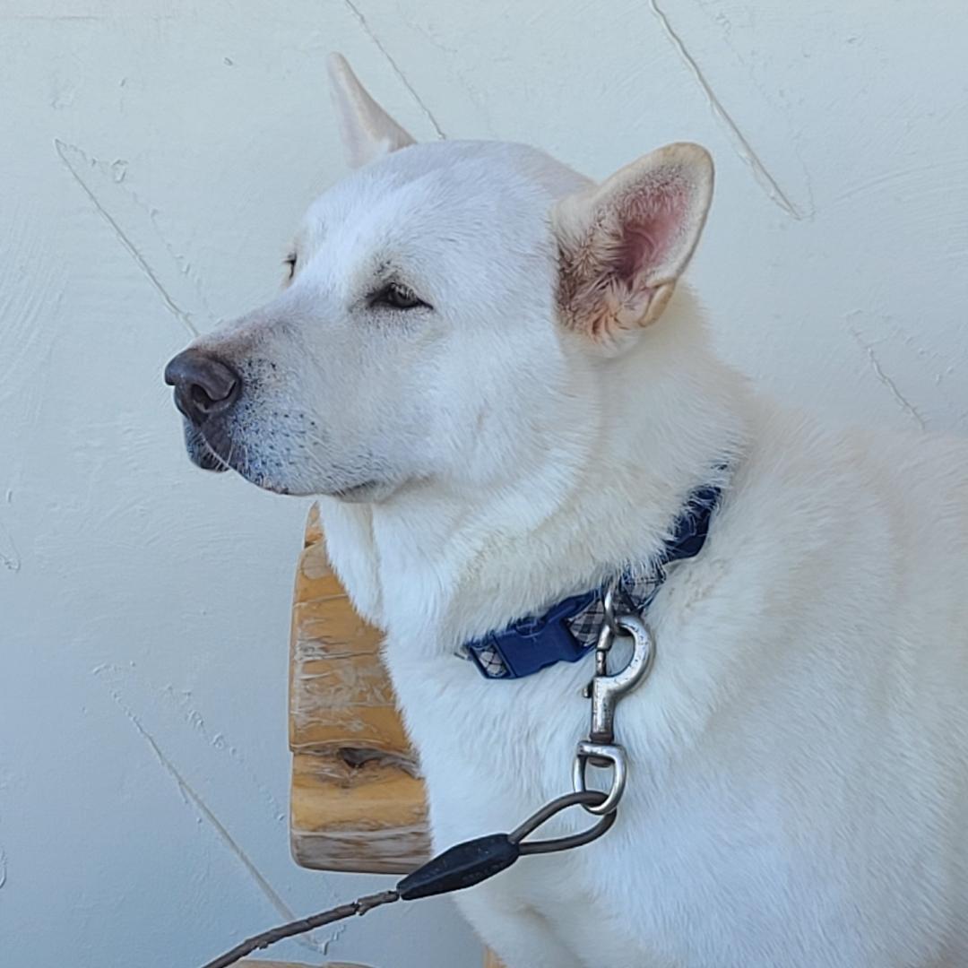 Enlarge Max (AZ), a Adoptable Akita in Queen Creek, AZ image 4/4