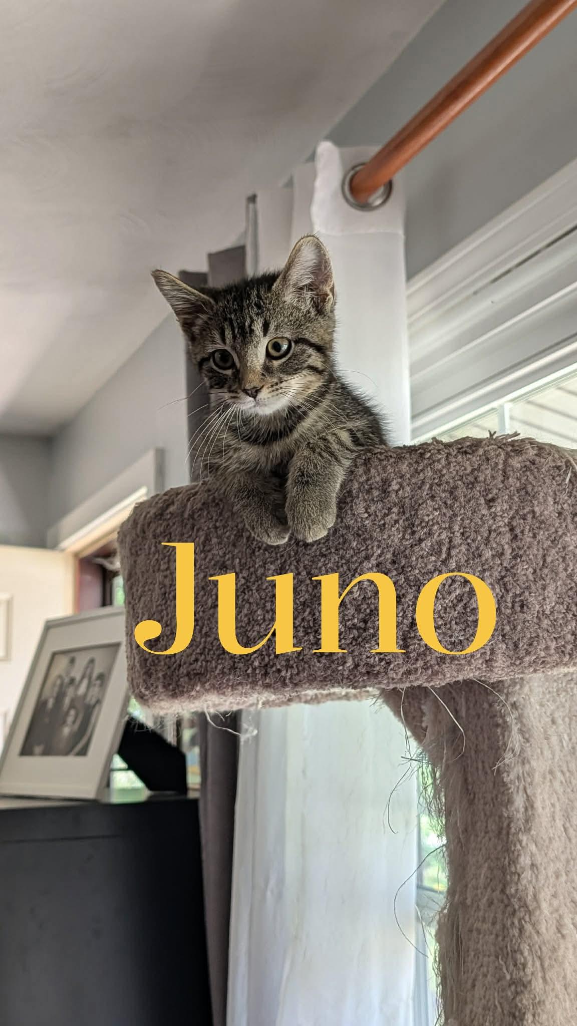 Juno, ADOPTABLE, Kitten Female Domestic Short Hair.