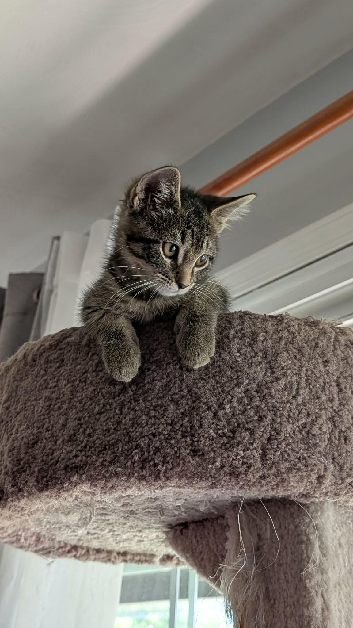 Juno, a ADOPTABLE Domestic Short Hair in East Lansing, MI image 2/3