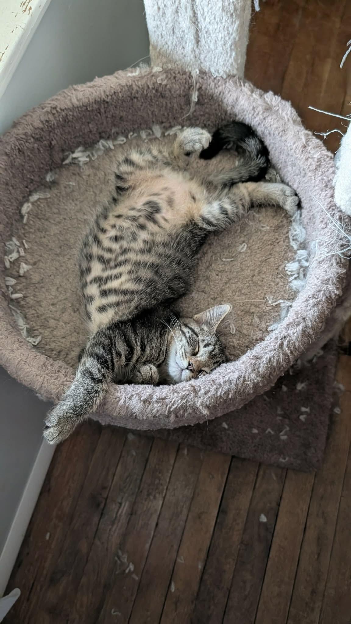 Juno, a ADOPTABLE Domestic Short Hair in East Lansing, MI image 3/3