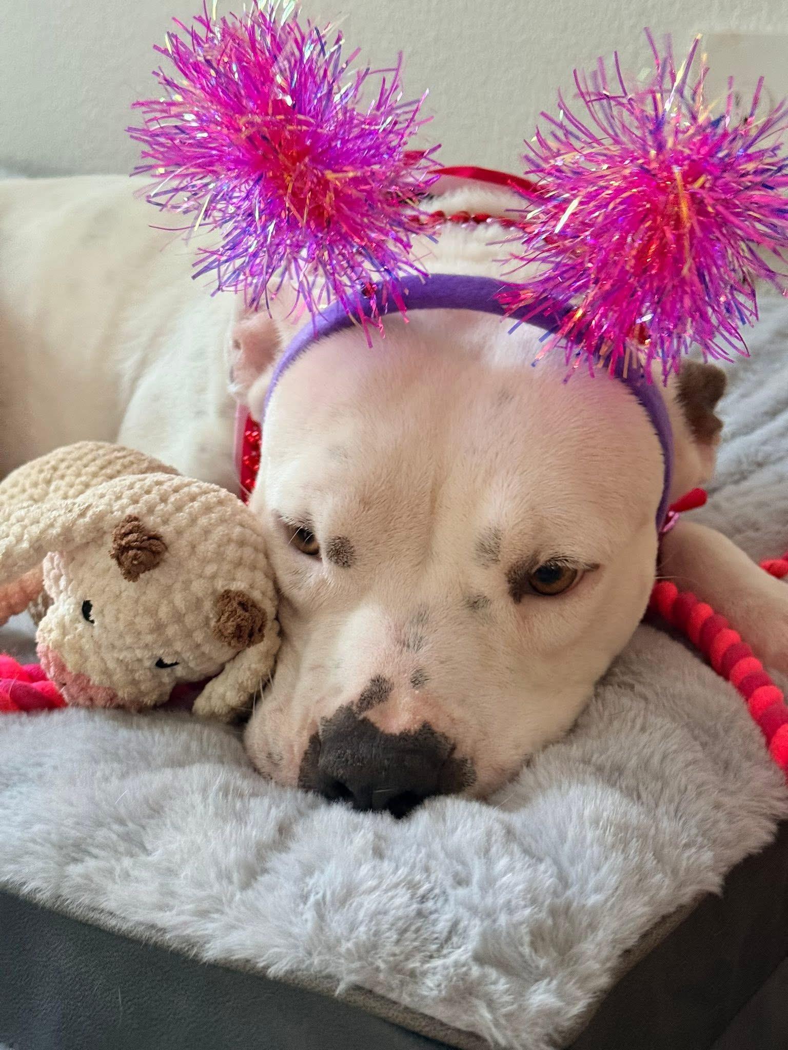 Enlarge Maisy, a ADOPTABLE mixed breed in Dallas, TX image 2/2