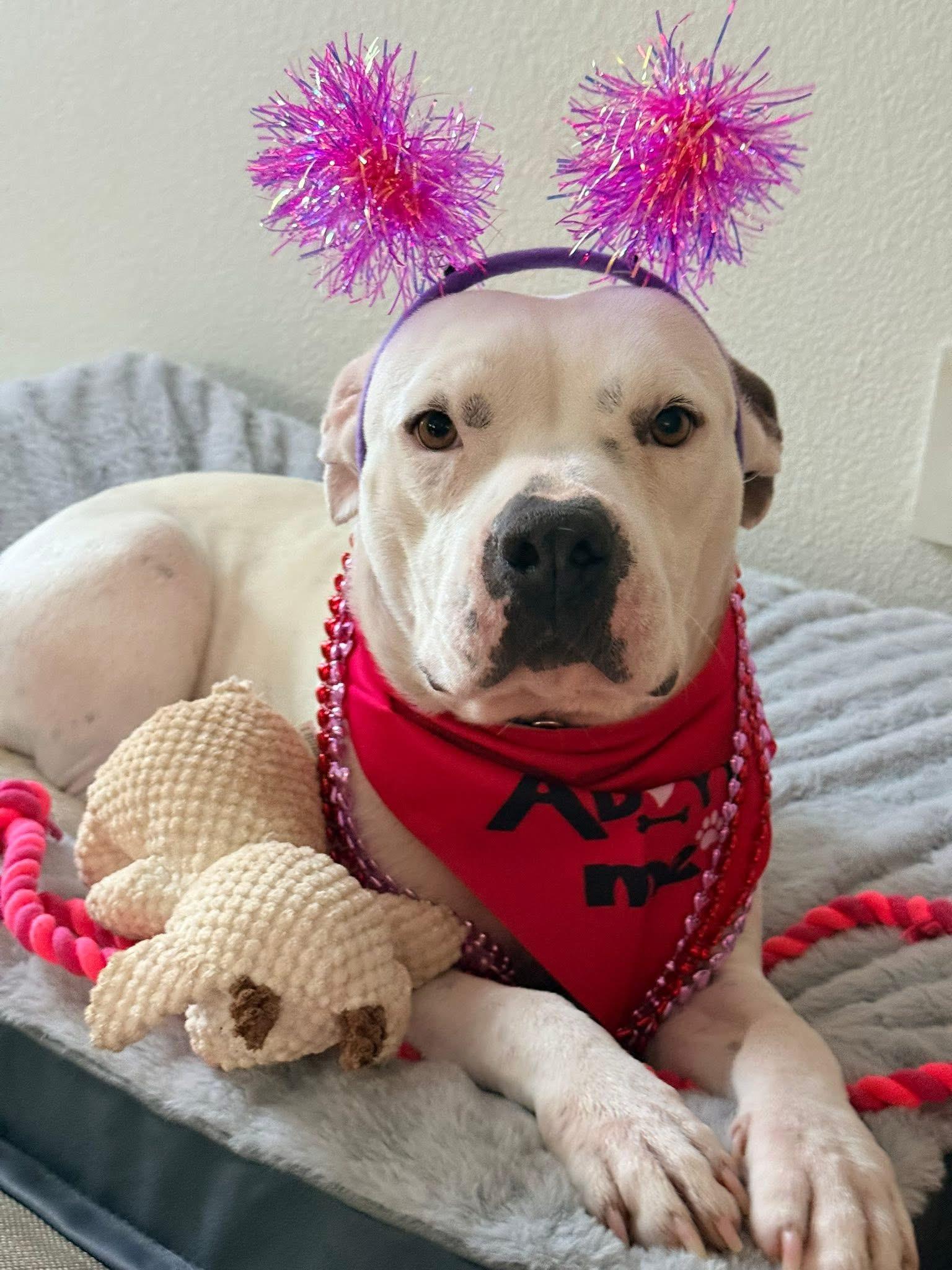 Enlarge Maisy, a ADOPTABLE mixed breed in Dallas, TX image 1/2