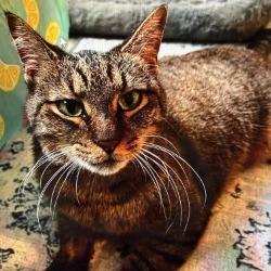 Enlarge Stormy, a Adoptable Domestic Short Hair in Boston, MA image 1/1