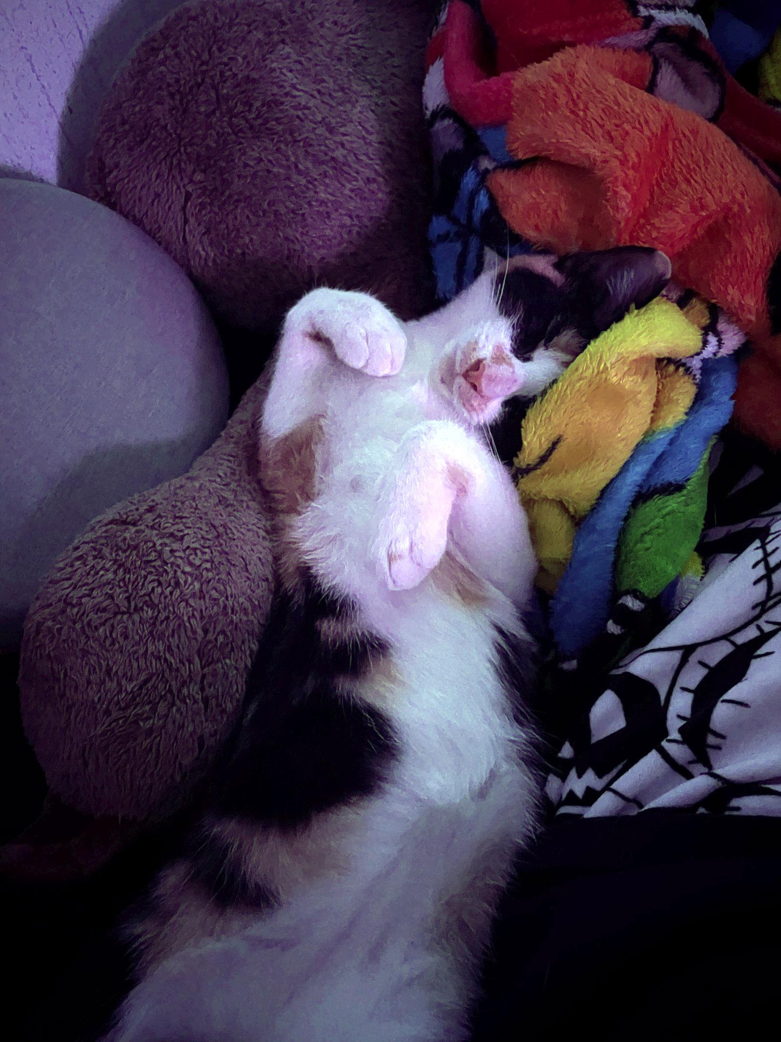 GIZMO #1915 - Offered by Owner - Young Calico, a Adopted mixed breed in Hillsboro, OR image 1/3
