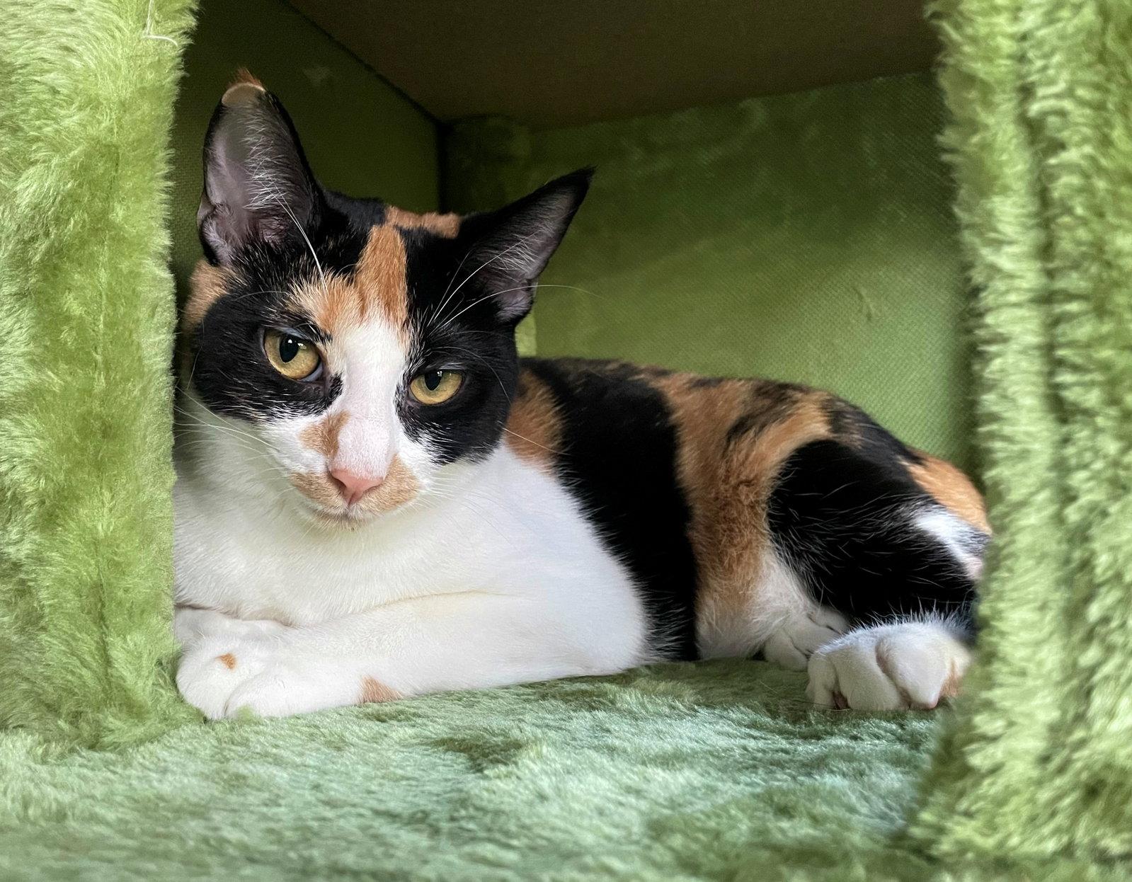 GIZMO #1915 - Offered by Owner - Young Calico, a Adopted mixed breed in Hillsboro, OR image 2/3