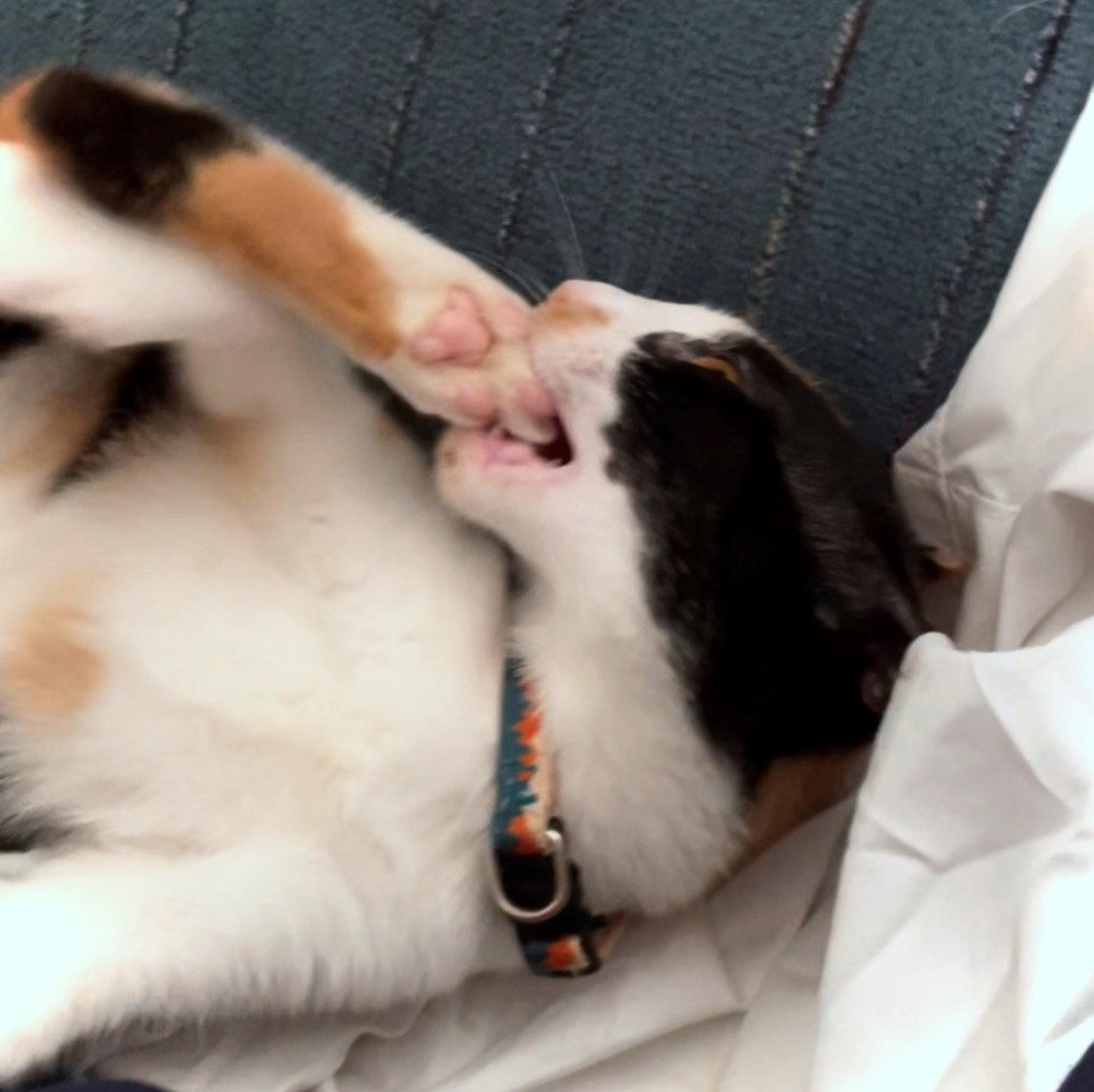 GIZMO #1915 - Offered by Owner - Young Calico, a Adopted mixed breed in Hillsboro, OR image 3/3