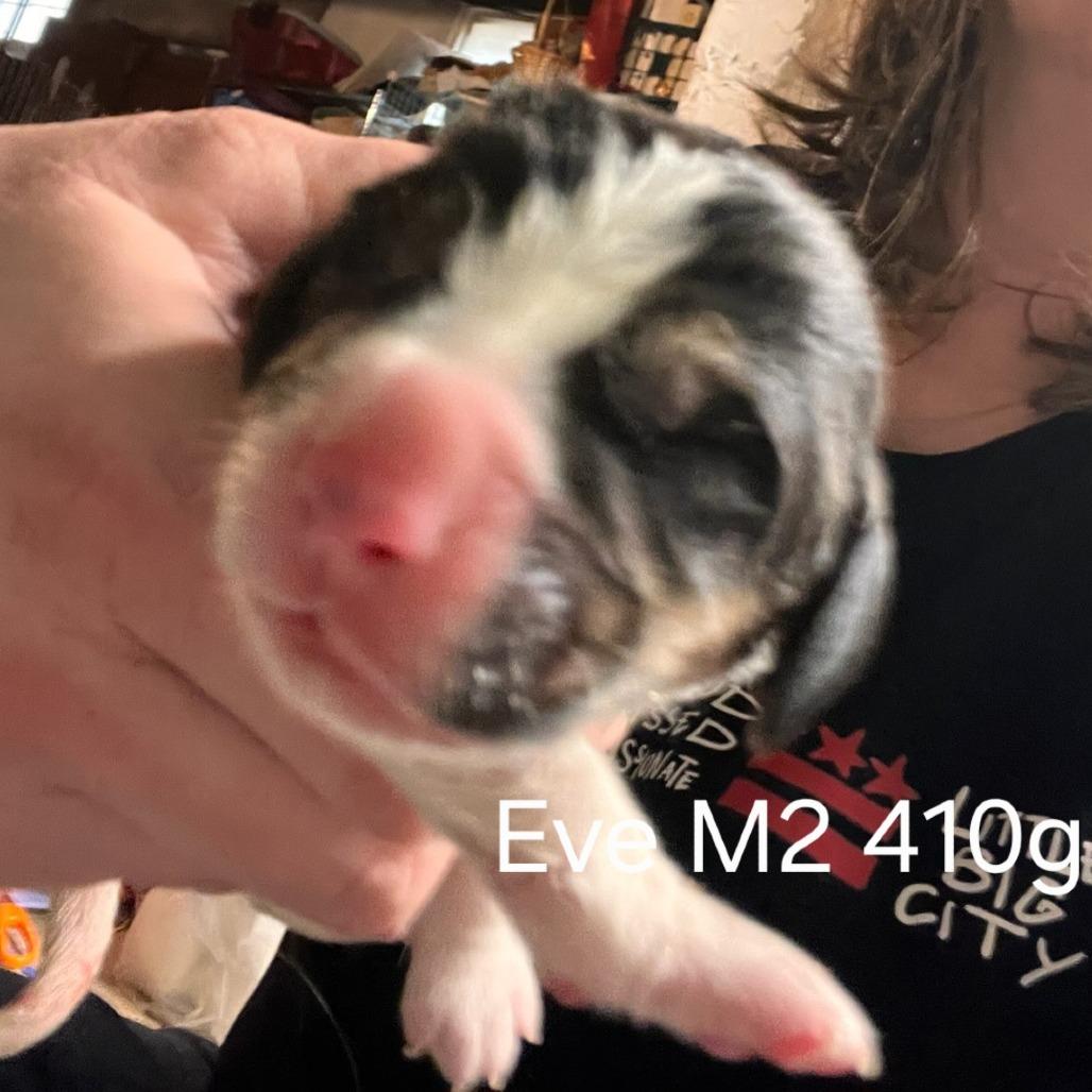 Eve's Pup- Travis — thumbnail 2