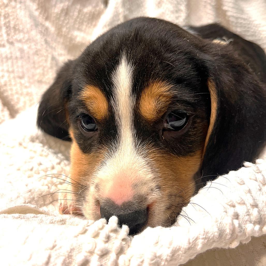 Eve's Pup- Travis — thumbnail 3